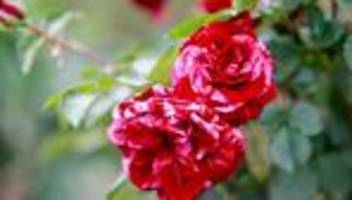 Gärten: Rund 80.000 Besucher im Rosarium Sangerhausen