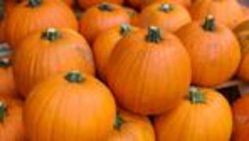 Kürbisse zu Halloween: Kürbisbauern profitieren von ertragreichem Jahr