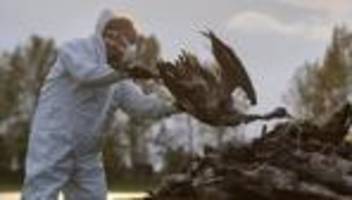 tierseuche: institut geht von weiter steigenden vogelgrippe-zahlen aus