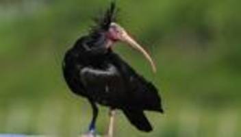 Wilderei: Zwei Waldrappe abgeschossen - Wilderer gefasst