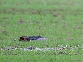 Vogelzug sorgt für Infektionen: Vogelgrippe breitet sich rasant aus - 400.000 Tiere gekeult