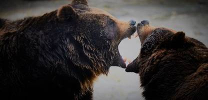 Angriffe von Bären in Japan: So sollen sich Menschen schützen