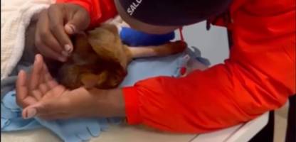 Michy Batshuayi: Frankfurt-Spieler trauert um seine Katze