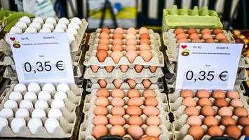 Keulungen wegen Vogelgrippe: So entwickelt sich der Eierpreis jetzt