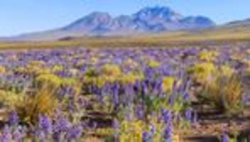 Blumen in der Atacama-Wüste: Die Samen sind erwacht