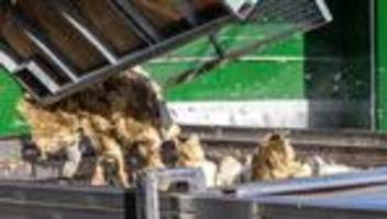 Tierseuche: Vogelgrippe: Warum Hühner im Südwesten noch ins Freie dürfen