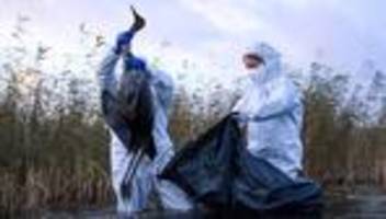 Vogelgrippe: Bauernverband sieht trotz Vogelgrippe keinen Versorgungsengpass