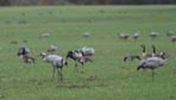 vogelgrippe: experte: kraniche durch geflügelpest dramatisch gefährdet