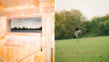 Vogelgrippe: Wenn tote Kraniche vom Himmel fallen