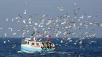 Überfischung: Deutsche Ostseefischer dürfen trotz bedrohter Bestände weiterfangen