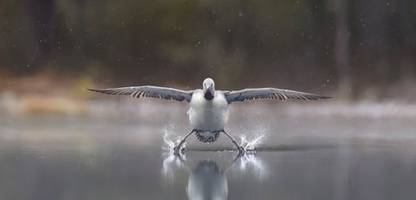 Comedy Wildlife: Die lustigsten Tierfotos des Jahres