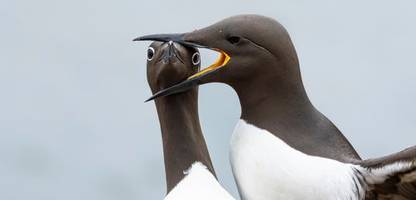 Comedy Wildlife Photography Awards: Die lustigsten Tierfotos des Jahres