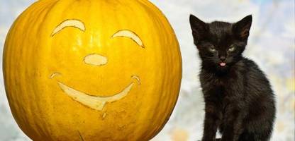 halloween: müssen sie sich sorgen um ihre schwarze katze machen?