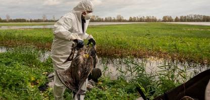 vogelgrippe: warum die geflügelseuche in diesem jahr anders ist