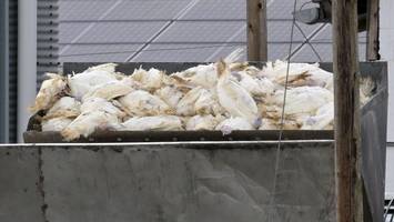 vogelgrippe: virologe sieht potenzial für eine neue pandemie