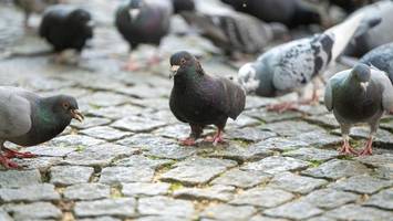 „beschämend“: sechs tote tauben – mutmaßlich genick gebrochen