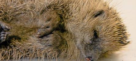 Mähroboter sollen in Augsburg nachts nicht mehr fahren dürfen