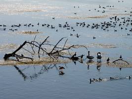 tierseuche: vogelgrippe-alarm am speichersee