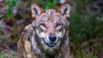 weideschutz: schafe in unterfranken gerissen - analyse bestätigt wolf