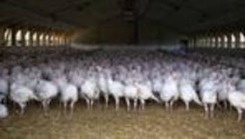 Ursache der Vogelgrippe: Nicht einfach vom Himmel gefallen