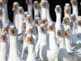 Sorge vor Vogelgrippe: Saarland verhängt Stallpflicht für Geflügel