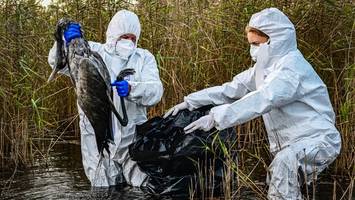 Vogelgrippe: Kraniche klappen hilflos zusammen – „Es ist so traurig“