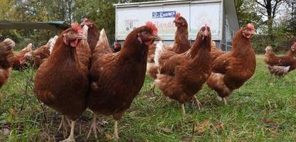 vogelgrippe: saarland ordnet stallpflicht für geflügel an