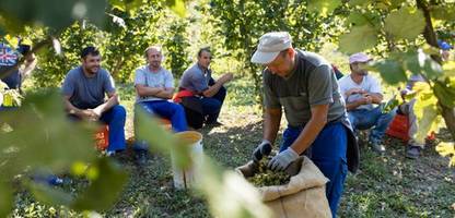 Schlechte Haselnussernte in Italien: Wird die Nuss-Kakaocreme teurer?