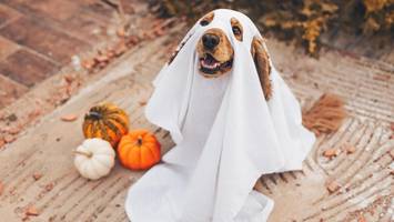 gruseliger stress an halloween für tiere: das sollten halter wissen