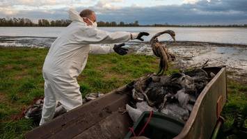 Vogelgrippe: Hamburg ordnet drastische Maßnahme für Geflügel an