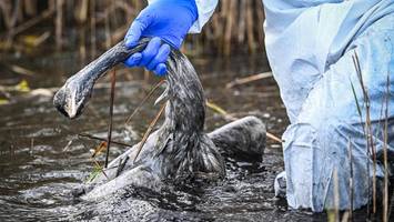 vogelgrippe ist ganz nah: kreis harburg ordnet stallpflicht an