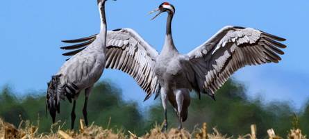 „Das Virus ist existenzgefährdend“: Geflügelhalter sind wegen der Vogelgrippe in Alarmbereitschaft