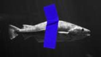 Dorsch in der Ostsee: Dorsch over