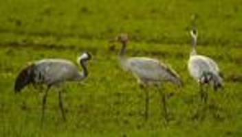 Geflügelpest: Bestätigter Vogelgrippe-Ausbruch im Westerwaldkreis