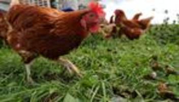 Geflügelpest: Saalfeld-Rudolstadt stoppt Geflügelverkauf wegen Vogelgrippe