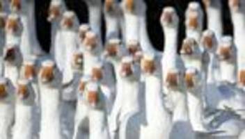 Geflügelpest: Vogelgrippe: Frische Gänse aus Brandenburg werden rar