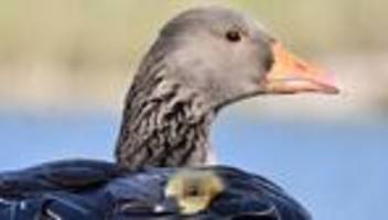 Geflügelpest: Vogelgrippe bei toten Graugänsen in Oberbayern nachgewiesen