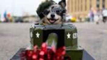 kein spaß für vierbeiner: keine kostüme für hund und katze – warnung zu halloween