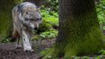 Konflikte mit Tierhaltern: Umweltministerium: Jagd wird Probleme mit Wölfen nicht lösen