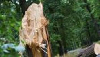 Unfälle und Schäden: Sturm in Mecklenburg-Vorpommern lässt Äste und Bäume stürzen