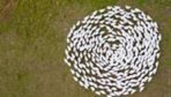 vogelgripppe: gänsezüchter eskildsen: nur impfung hilft gegen vogelgrippe