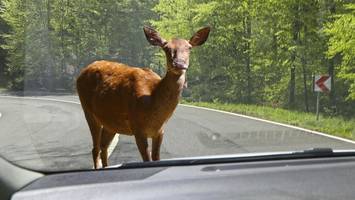 Hirsch fliegt durch Frontscheibe – tödlicher Unfall in der Heide