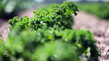 Preise vom norddeutschen „Superfood“ sollen stabil bleiben