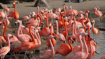 Vogelgrippe: Tierpark Hagenbeck bringt Hunderte Vögel in Sicherheit