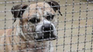 Halter von Kampfhund Snoopy schwänzt Prozess – mit Folgen