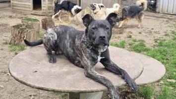 Hamburger Tierheim bangt um Zukunft: „Gebäude fallen auseinander“