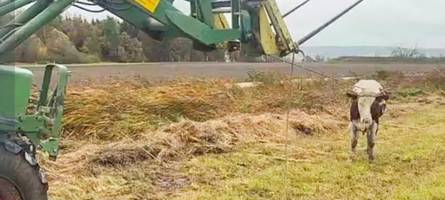 In Ustersbach büxen dutzende Rinder aus – und werden tagelang gesucht