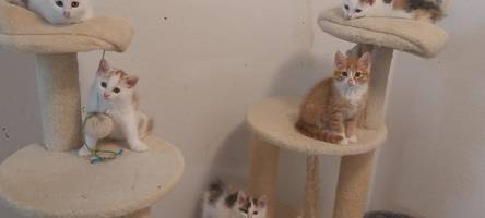 Katzen in Not: 25 ausgehungerte Tiere auf Golfplatz in Donauwörth gefunden