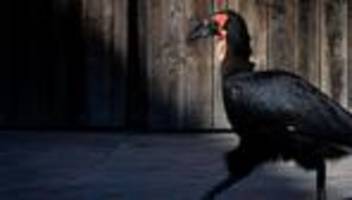 Tierparks sorgen vor: Zoos schützen Nandus, Keas und Co. vor Vogelgrippe