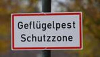 tierseuche: minister rechnet mit ausbreitung der vogelgrippe nach süden